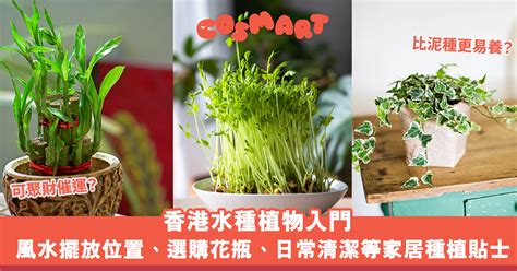 水種植物風水|水種植物新手入門！ 15 種室內植物推薦 種植好處/開運寓意/風格。